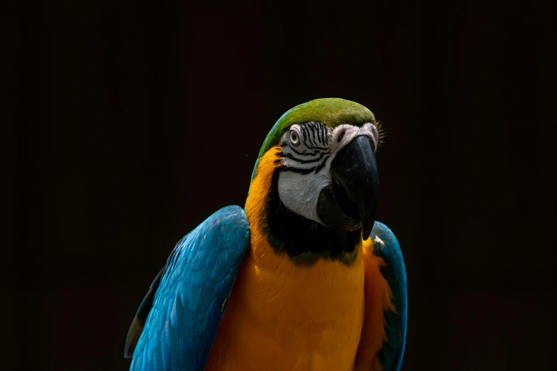 a colorful parrot sitting on a wooden perch