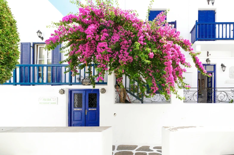 a colorful building with blue shutters has a bush of pink flowers hanging on it