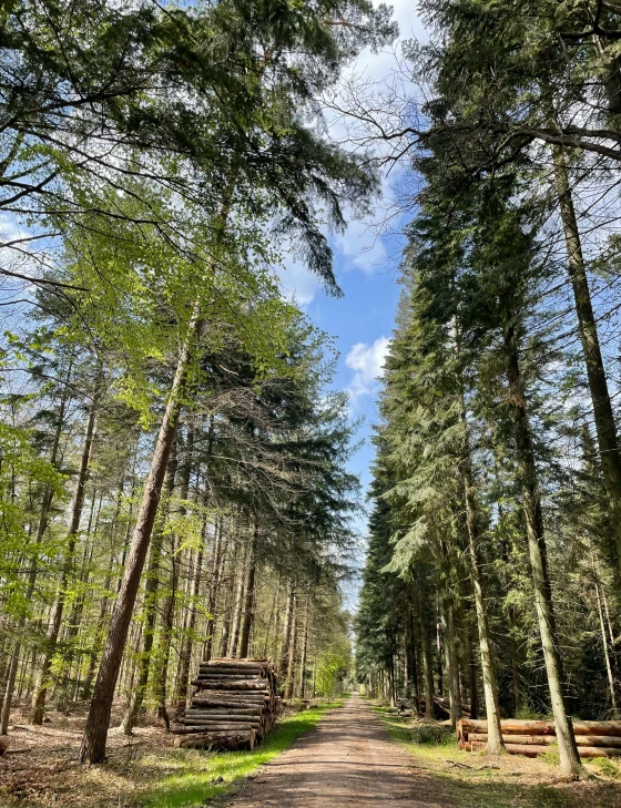 many tall trees in the woods by the path