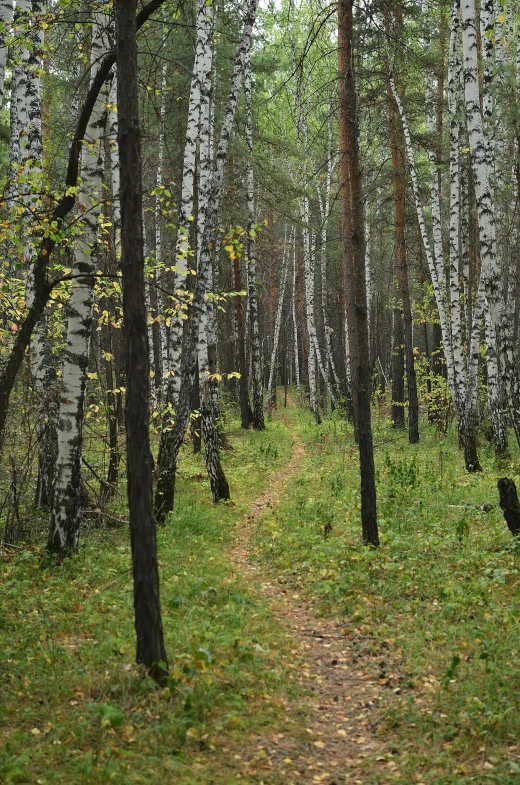 a forest of birch trees lining a trail