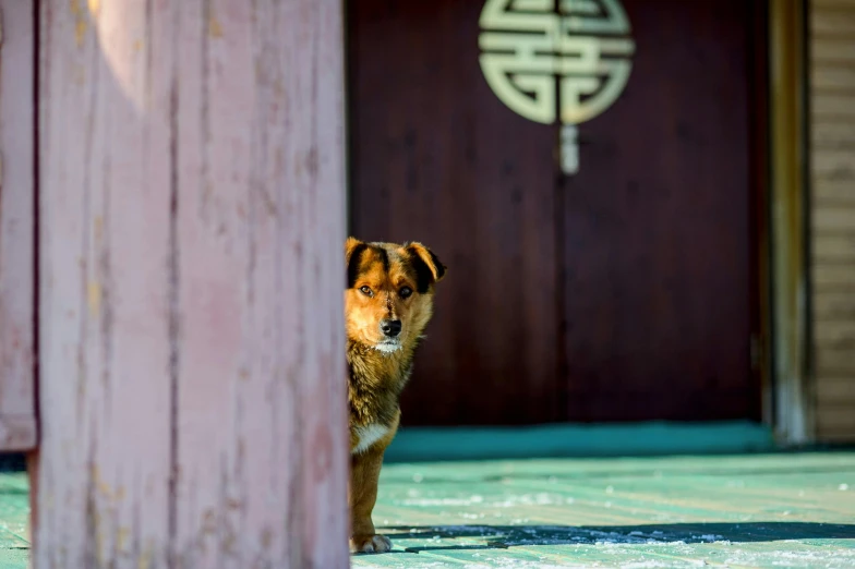 a dog standing next to a wooden building