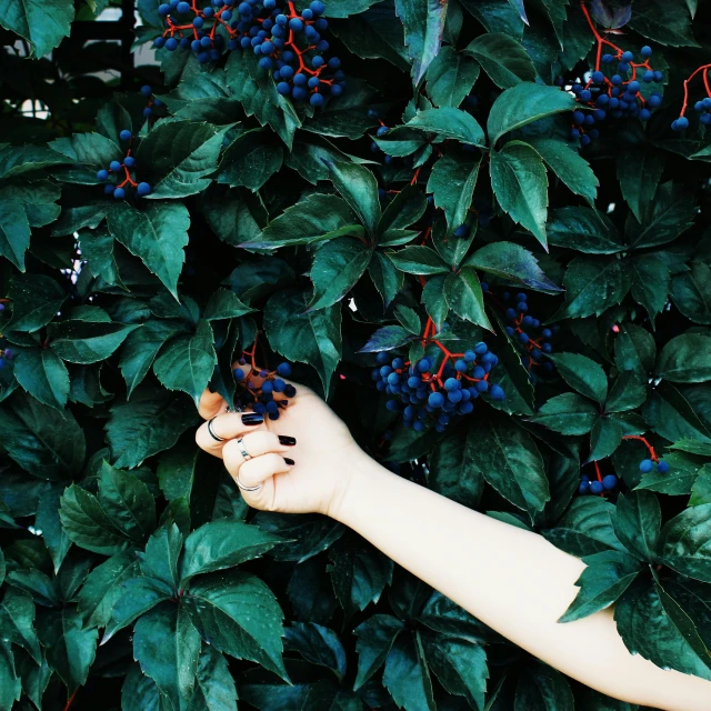 the hand is reaching up into the plant