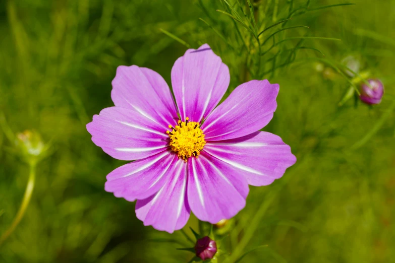 a close up of a pink flower on a bush