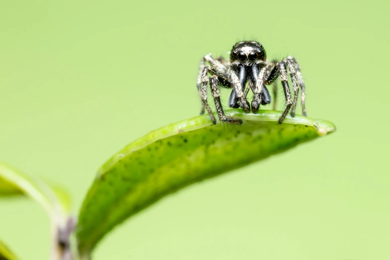 a spider on top of a green leaf