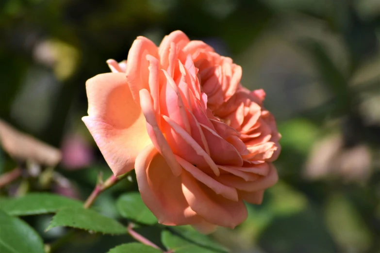 a pink rose is hanging off the nch