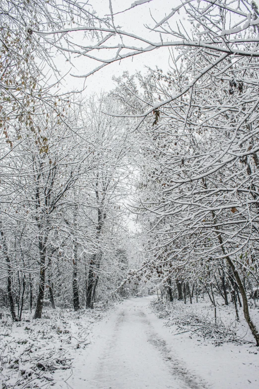 a dirt road surrounded by snowy trees