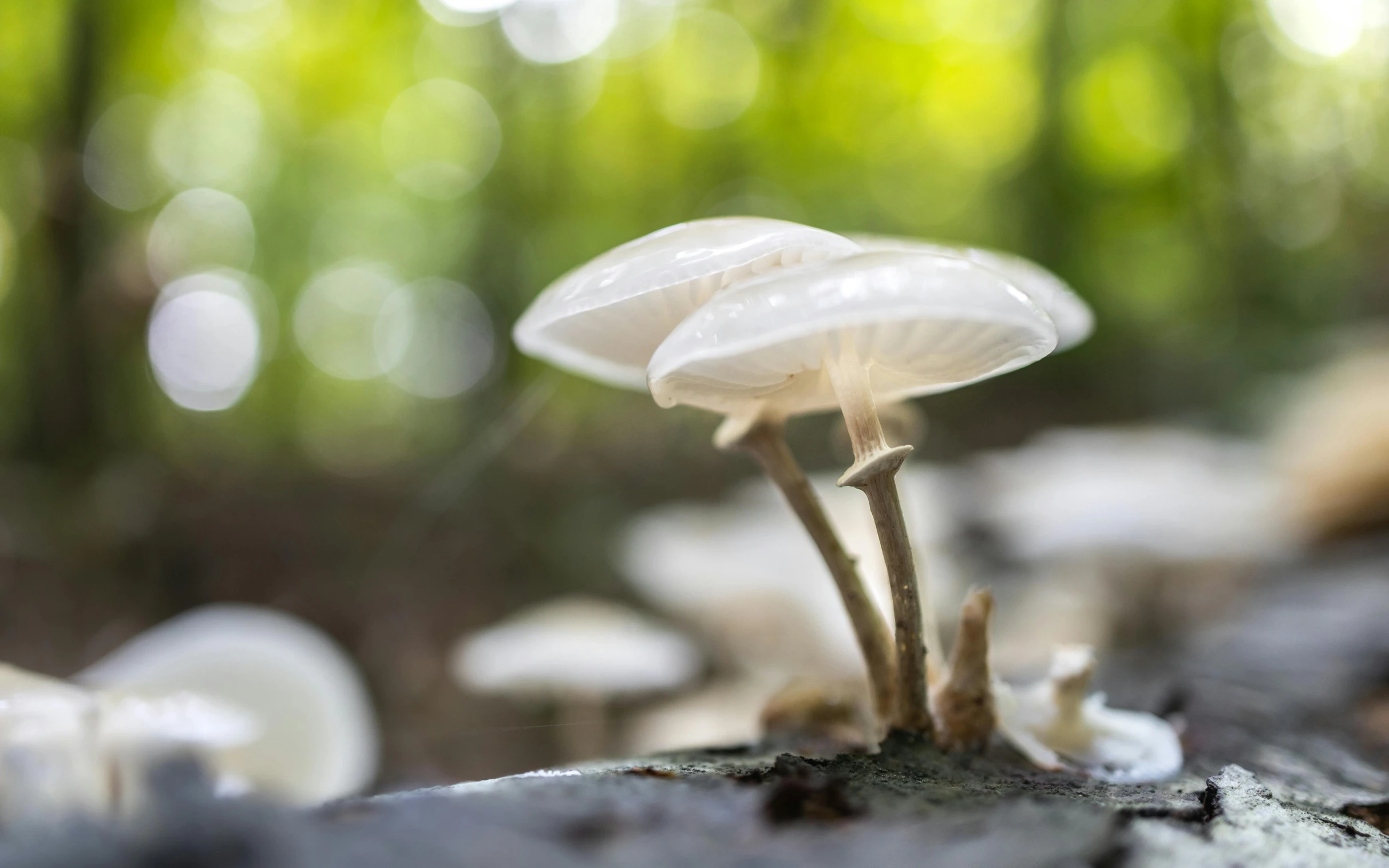 white mushrooms growing from a ground covered with rocks