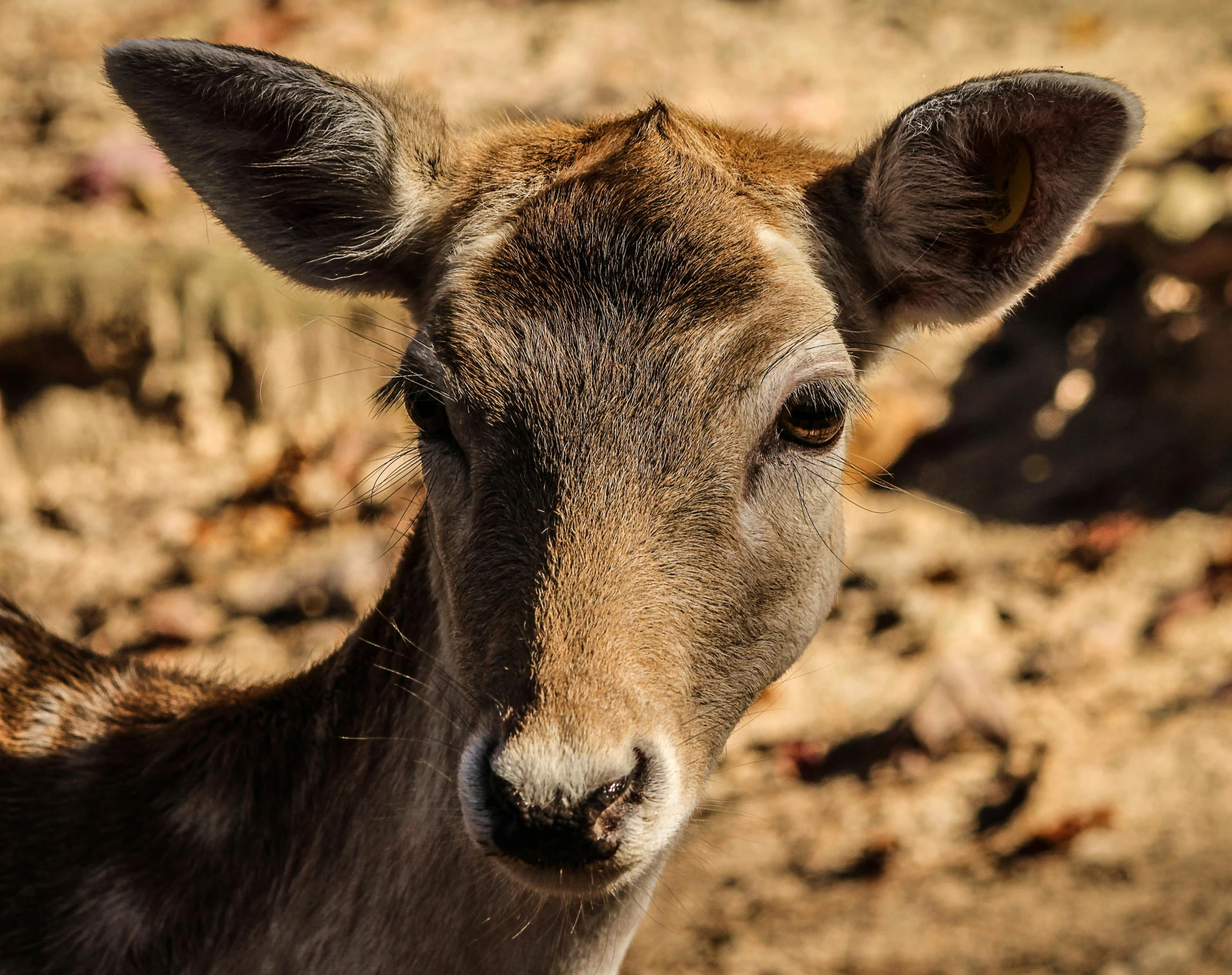 there is a close up view of a deer