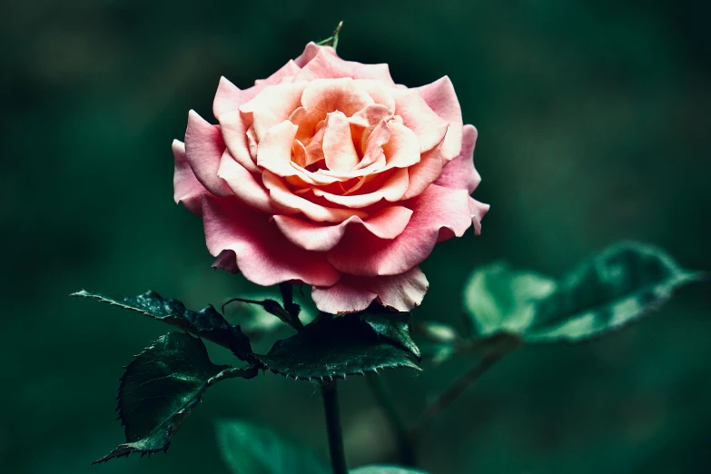 a very large pink rose budding in the dark