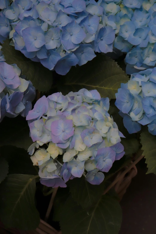 the blue flowers have large green leaves