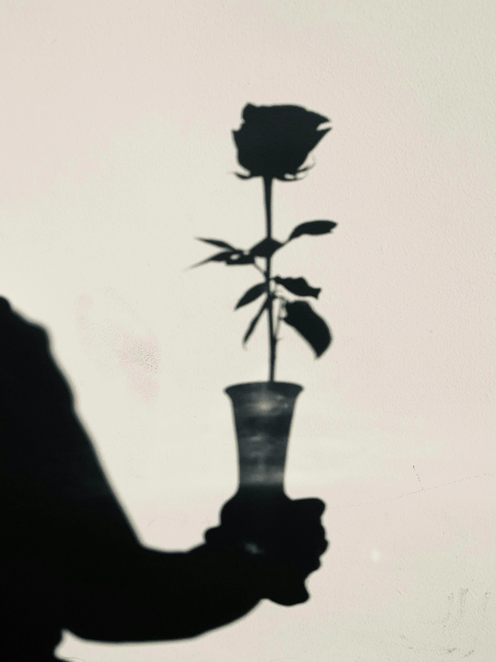 a black and white po of a single rose in a vase