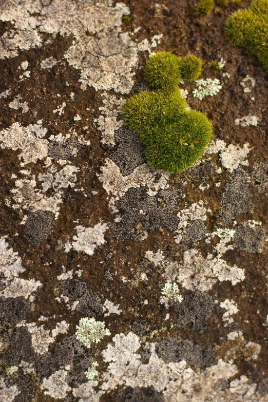 small green mosss sitting on the side of a rock