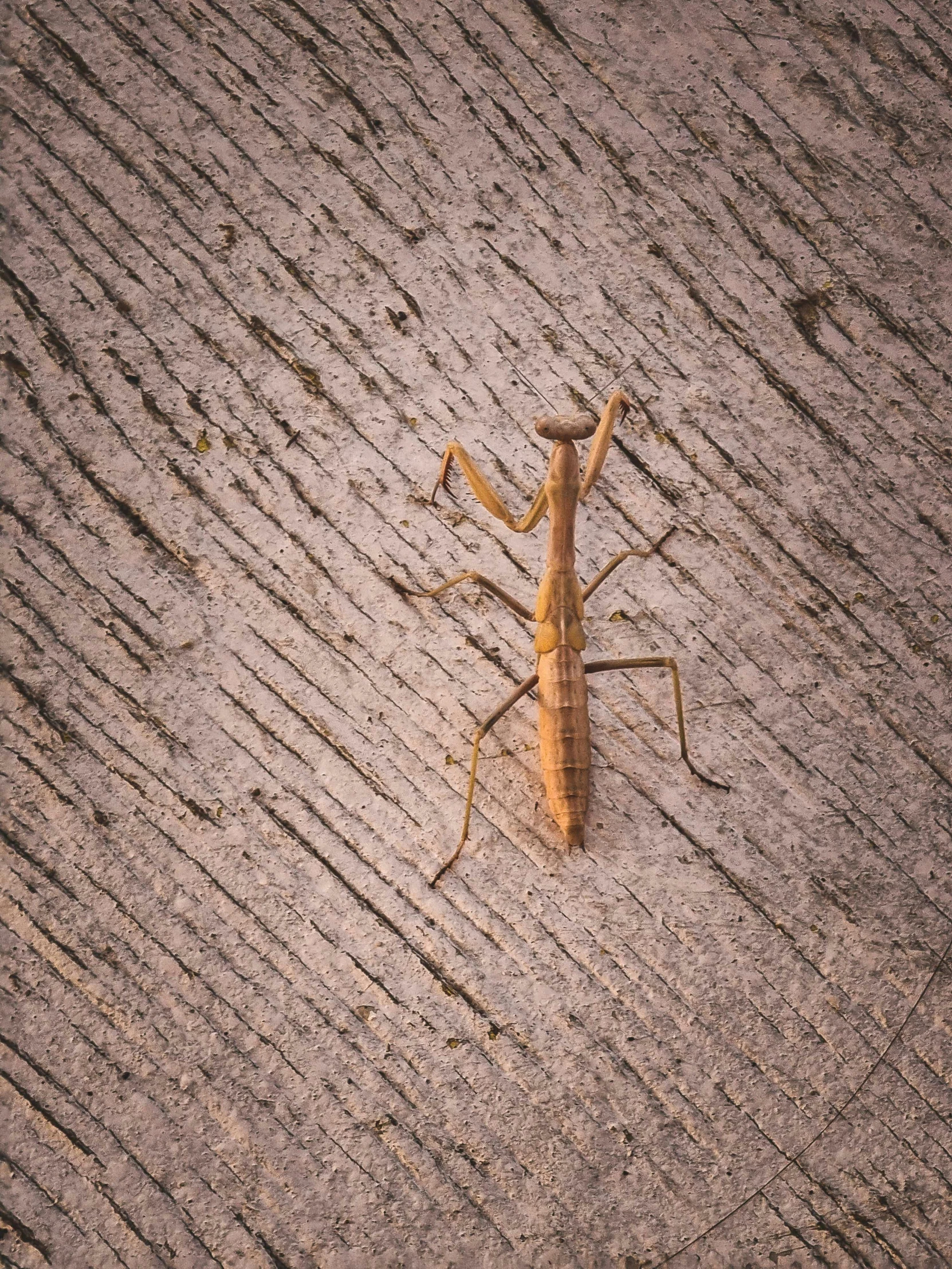 a small, brown geckoe lizard standing in the sand