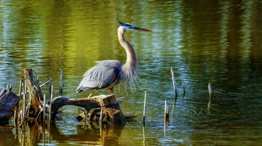 a blue heron standing on a log in the water