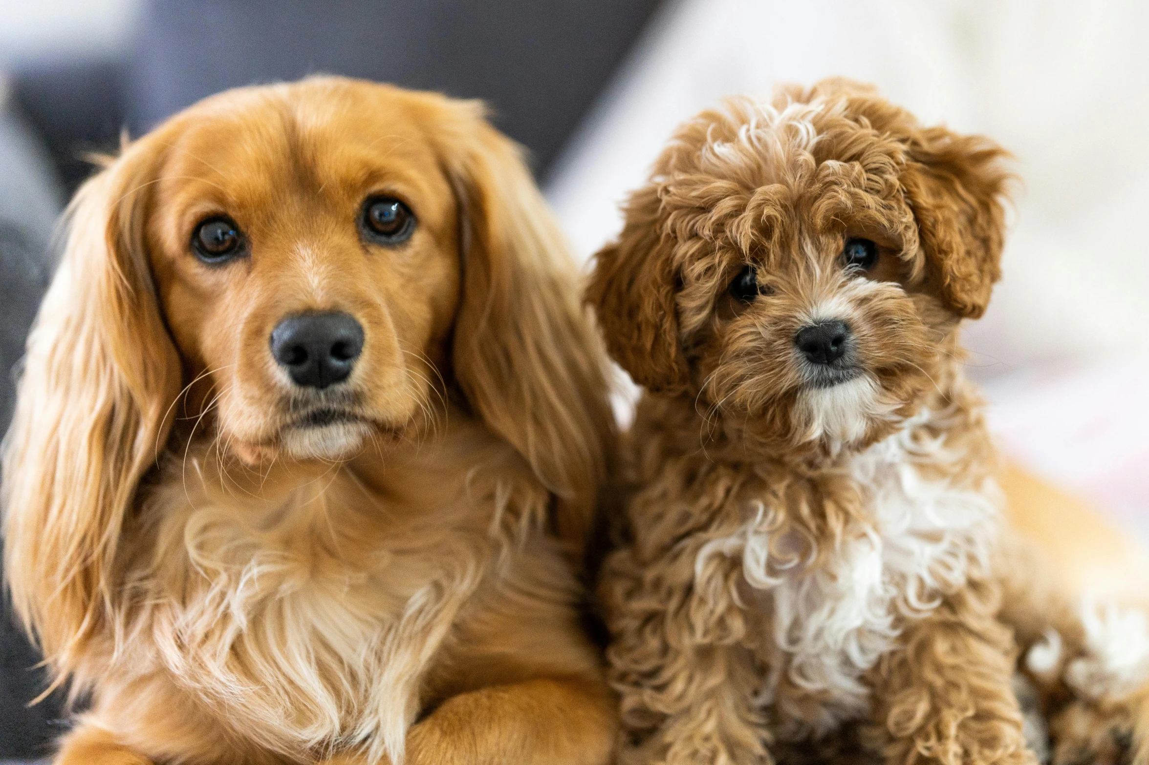 two dogs are shown sitting next to each other