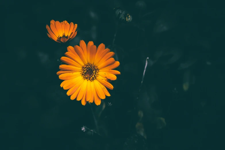 two orange flowers with dark background and blur