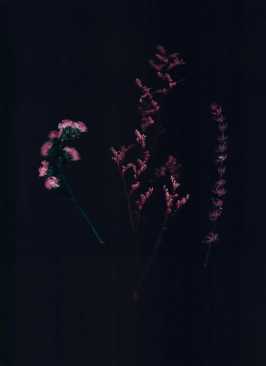 a flower in the dark with it's stems lit up