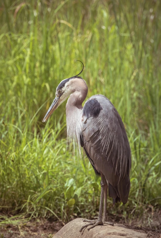 a bird is standing on a rock near a grassy field