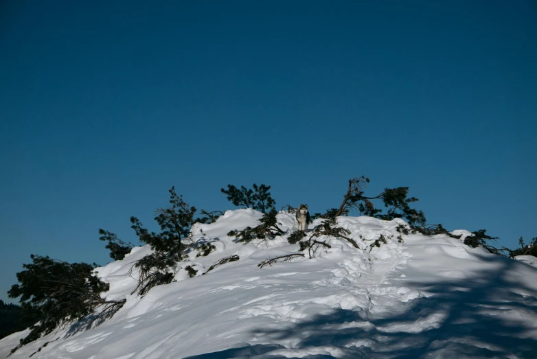 the snowboarder is going down a snowy hill