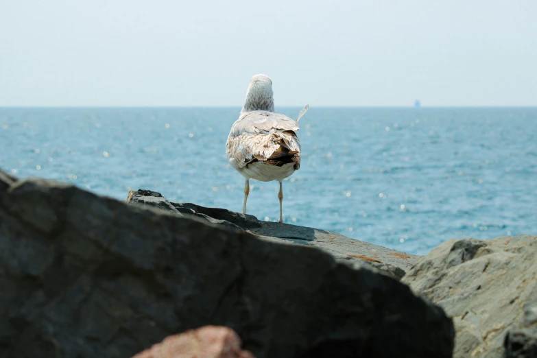 the bird is perched on top of the rocks