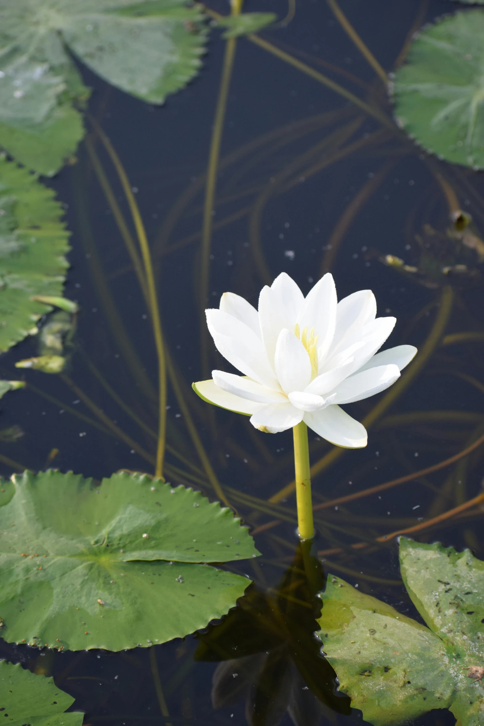 the small white flower is sitting in a pond