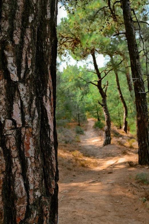 a path in the woods with trees and dirt