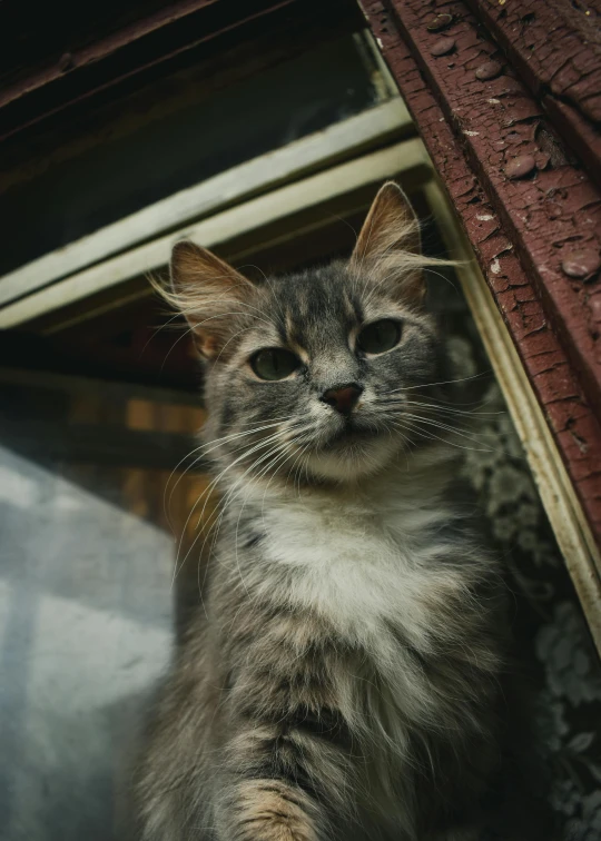 a close up of a cat looking out of a window