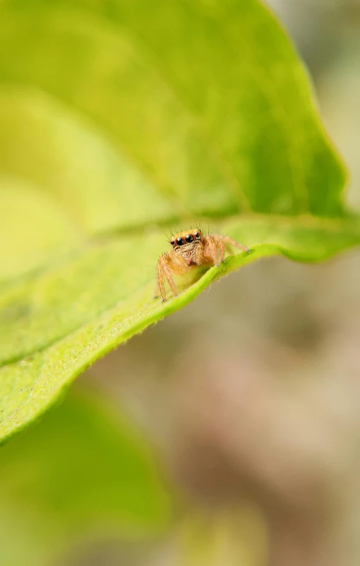 the spider is crawling on top of the leaf