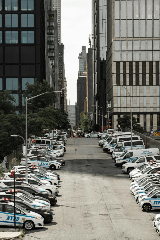 police cars lined up on the curb in a city