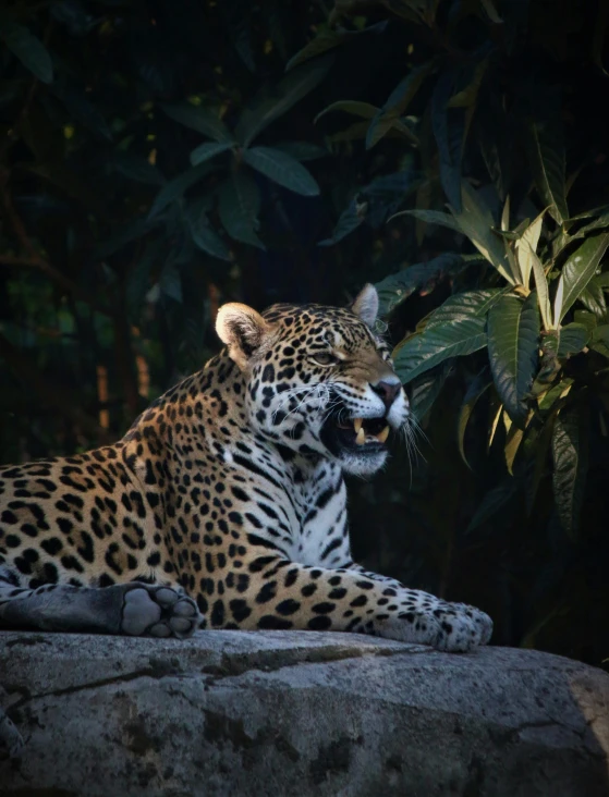 a large leopard with its mouth open laying on a rock