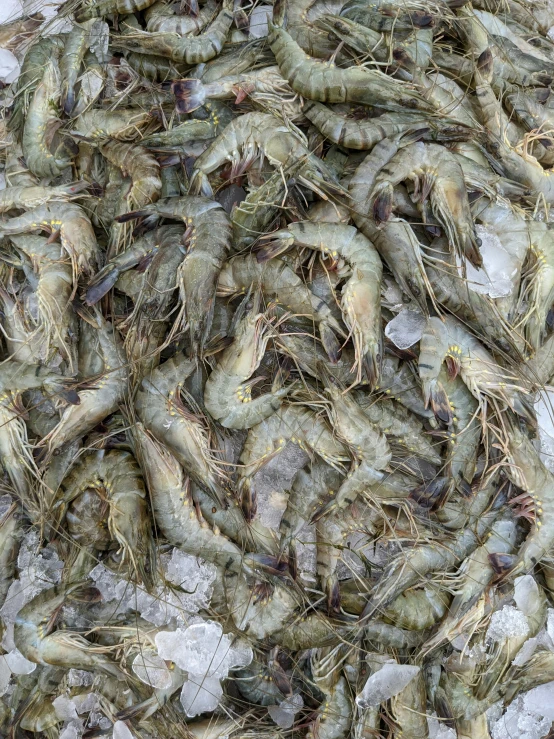 many shrimp are covered in ice and dirt