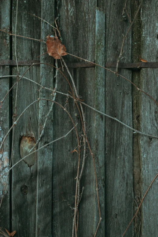 vines hanging on a wooden fence behind a telephone pole