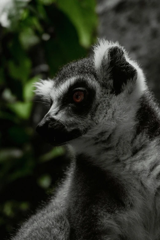 the black and white image shows the head and neck of an animal