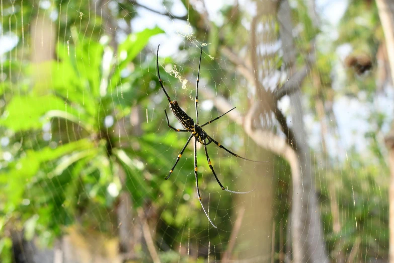 an insect on a web next to a forest