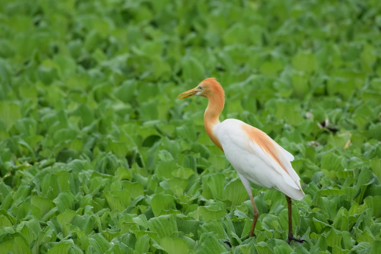 the bird with orange neck stands in tall green grass