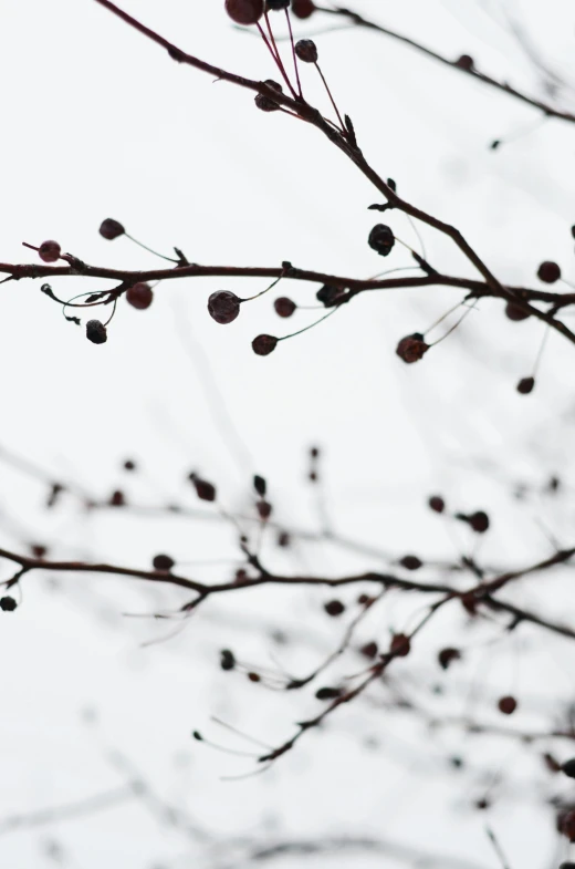 leaves and berries of a tree without snow on them