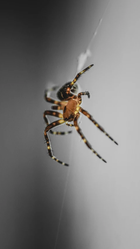 a brown and black spider with orange legs