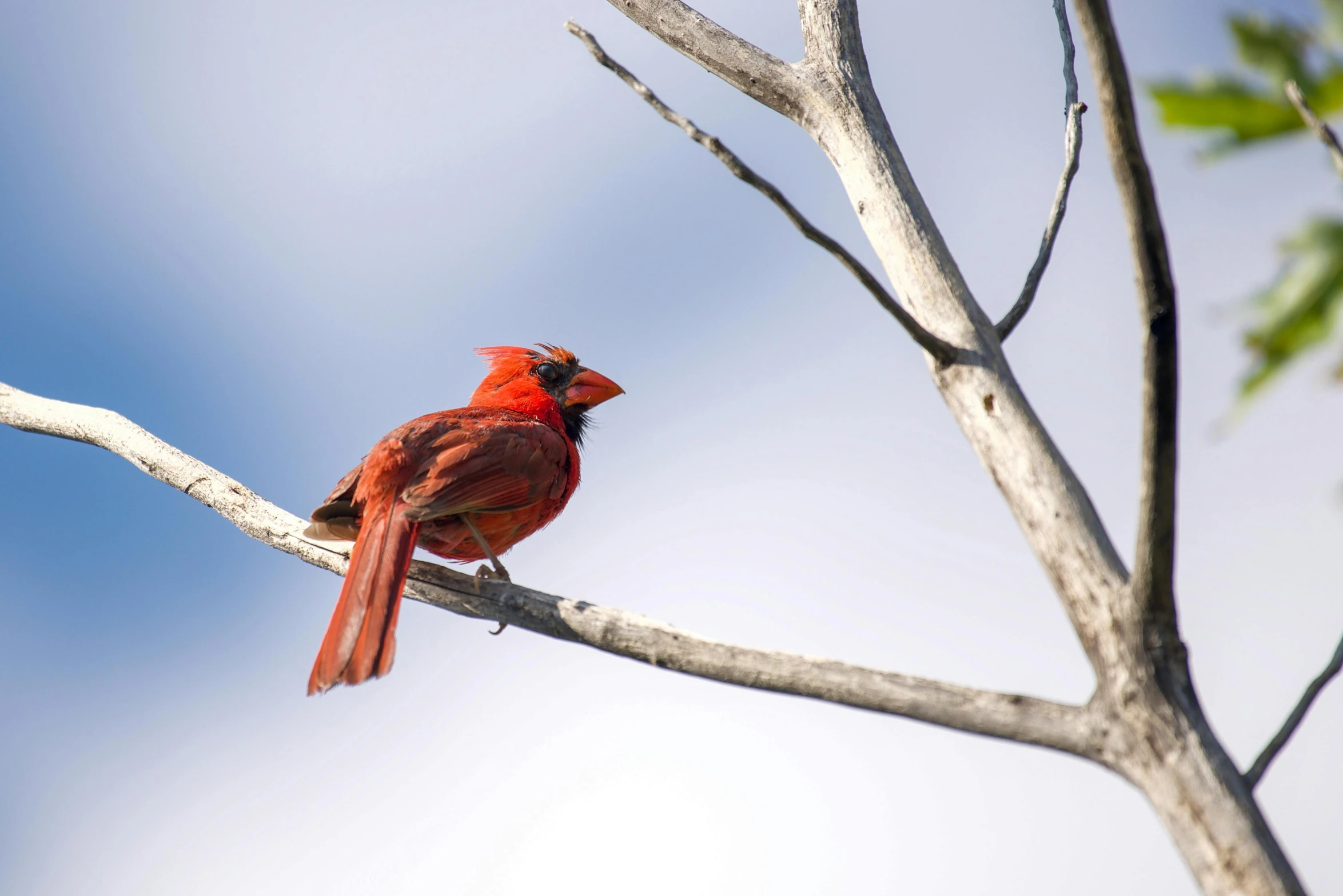 a bird is perched on top of a tree