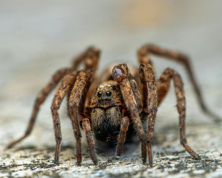 a close - up of a brown spider on wood