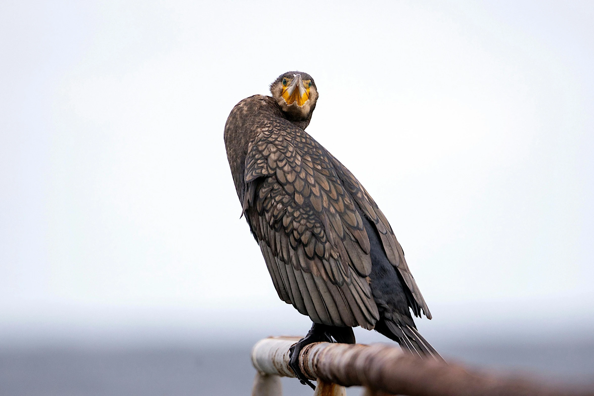 a large bird is perched on a hand rail