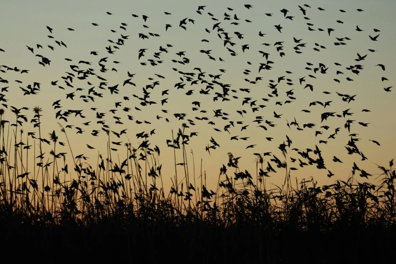 a flock of birds flying in the air at night