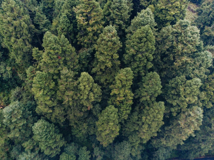 aerial view of a tree - lined area with a road passing through it