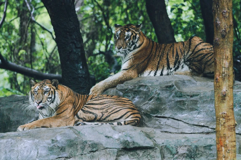 two tiger cubs lying on the rocks near trees