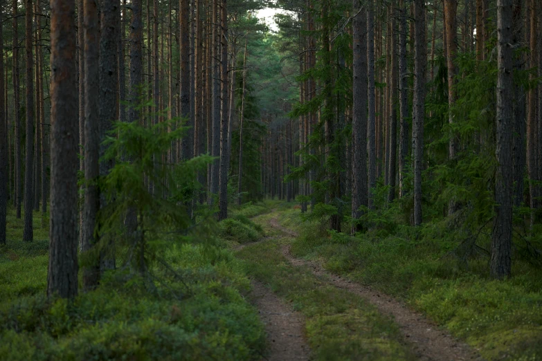 a pathway in the middle of a forest surrounded by tall pine trees