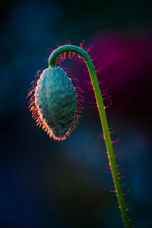 the stem of an evergreen plant with pink frothy flowers