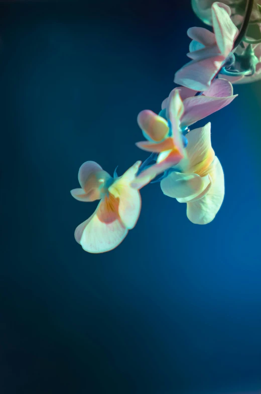 a group of flowers are hanging upside down