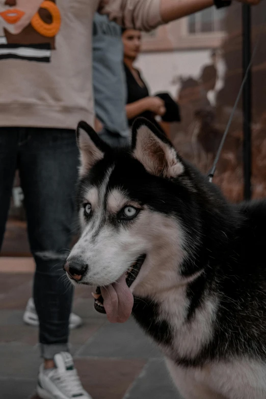 a husky dog with blue eyes is being held by a man