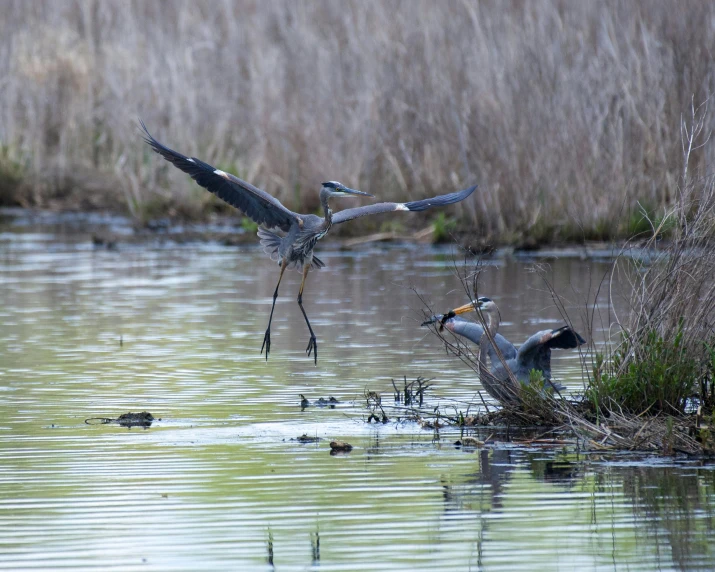 there are many birds flying and wading in the water