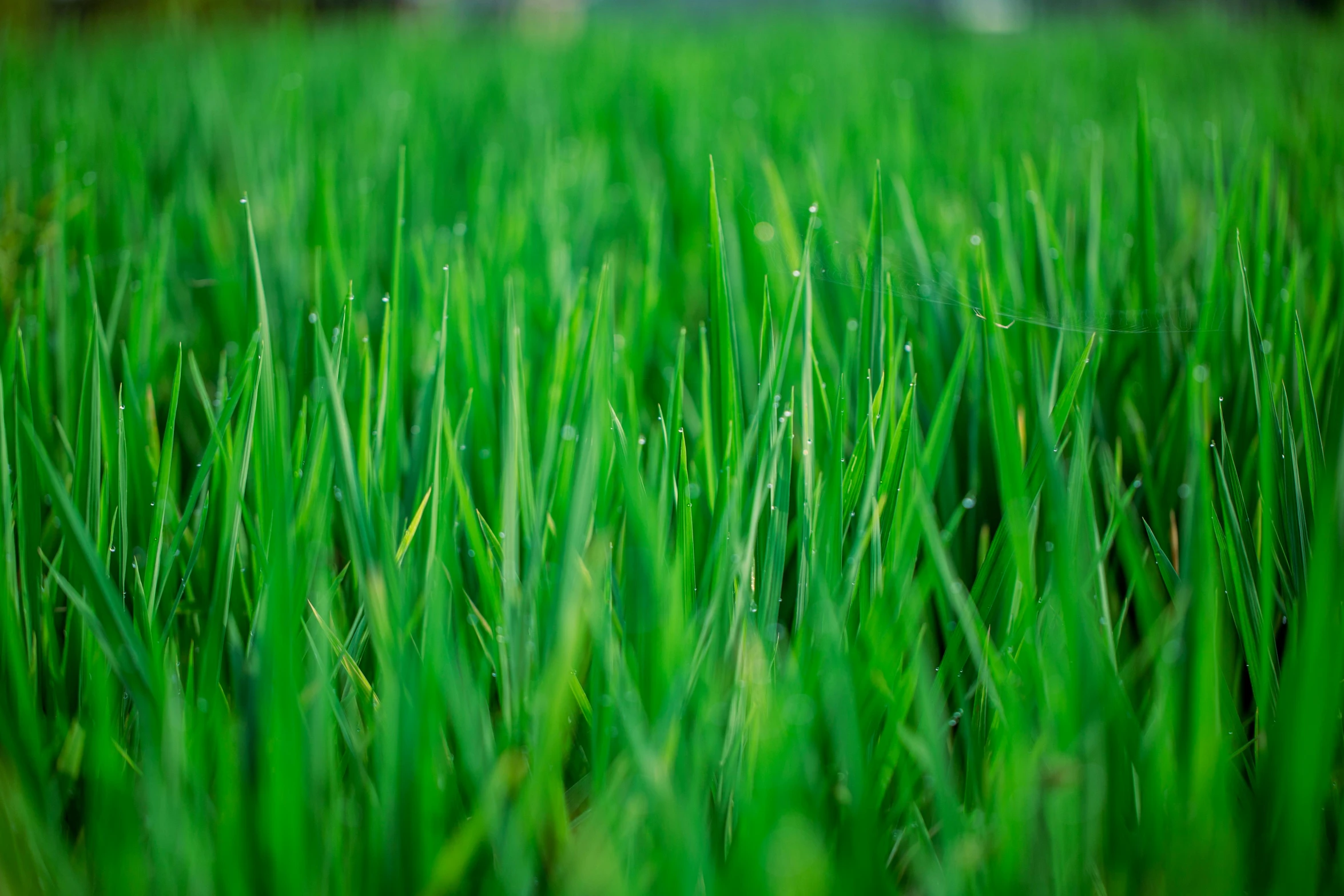 a green field with lots of grass on it