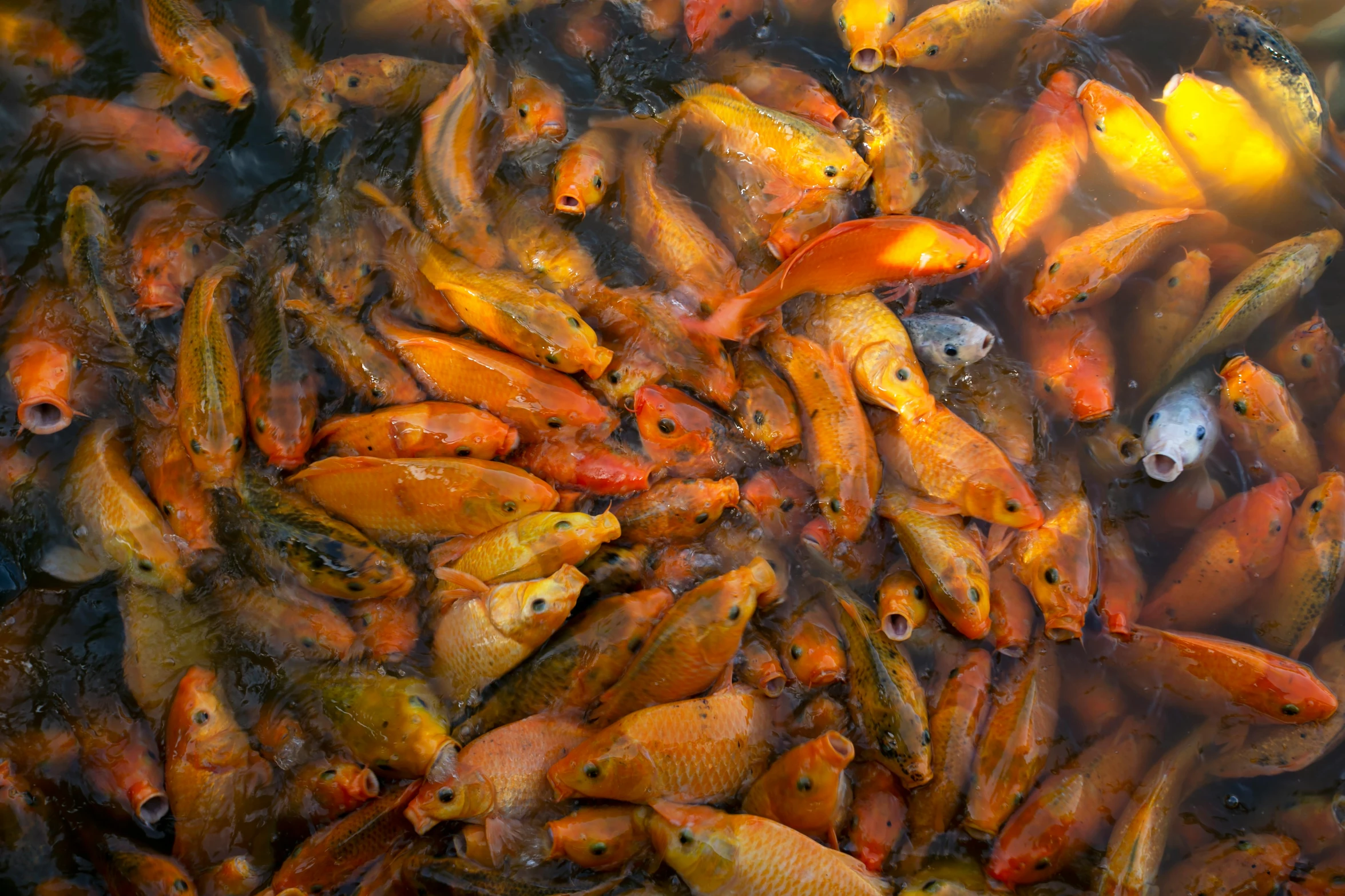 a lot of gold fish that are all in the water